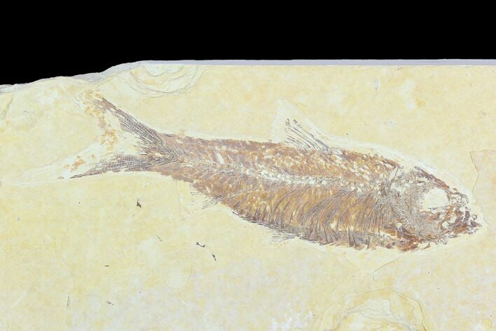 Fossil Fish (Knightia) - Green River Formation #126501